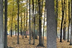 Sun streaming through trees