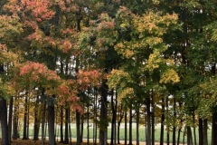 The woods with fall foliage