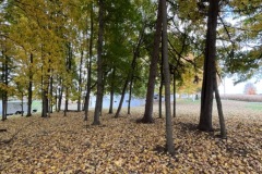 Edge of woods at Octagon House & Farm