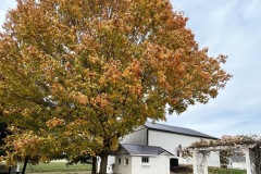 Apple tree at Octagon House & Farm